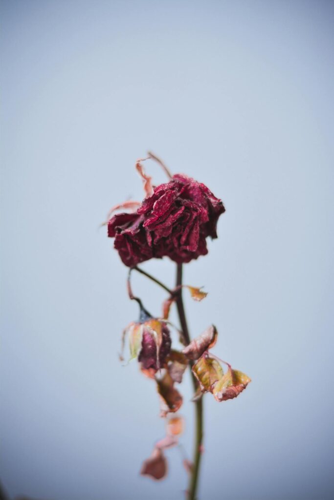 compressed pexels akshar dave 1440477 683x1024