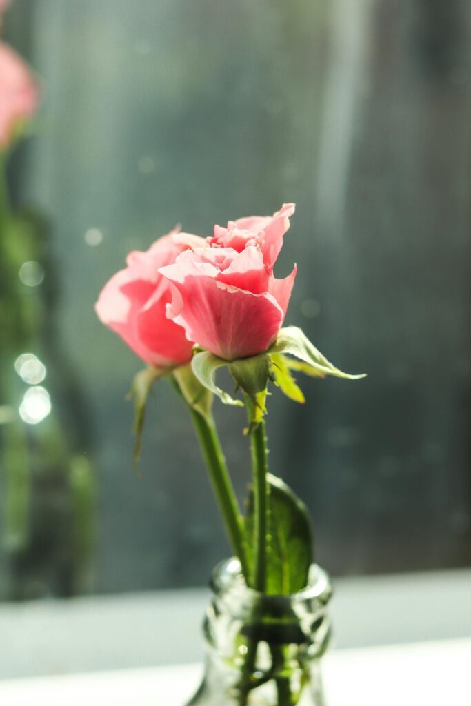 compressed pexels mysara hassan 116278479 32902488 683x1024